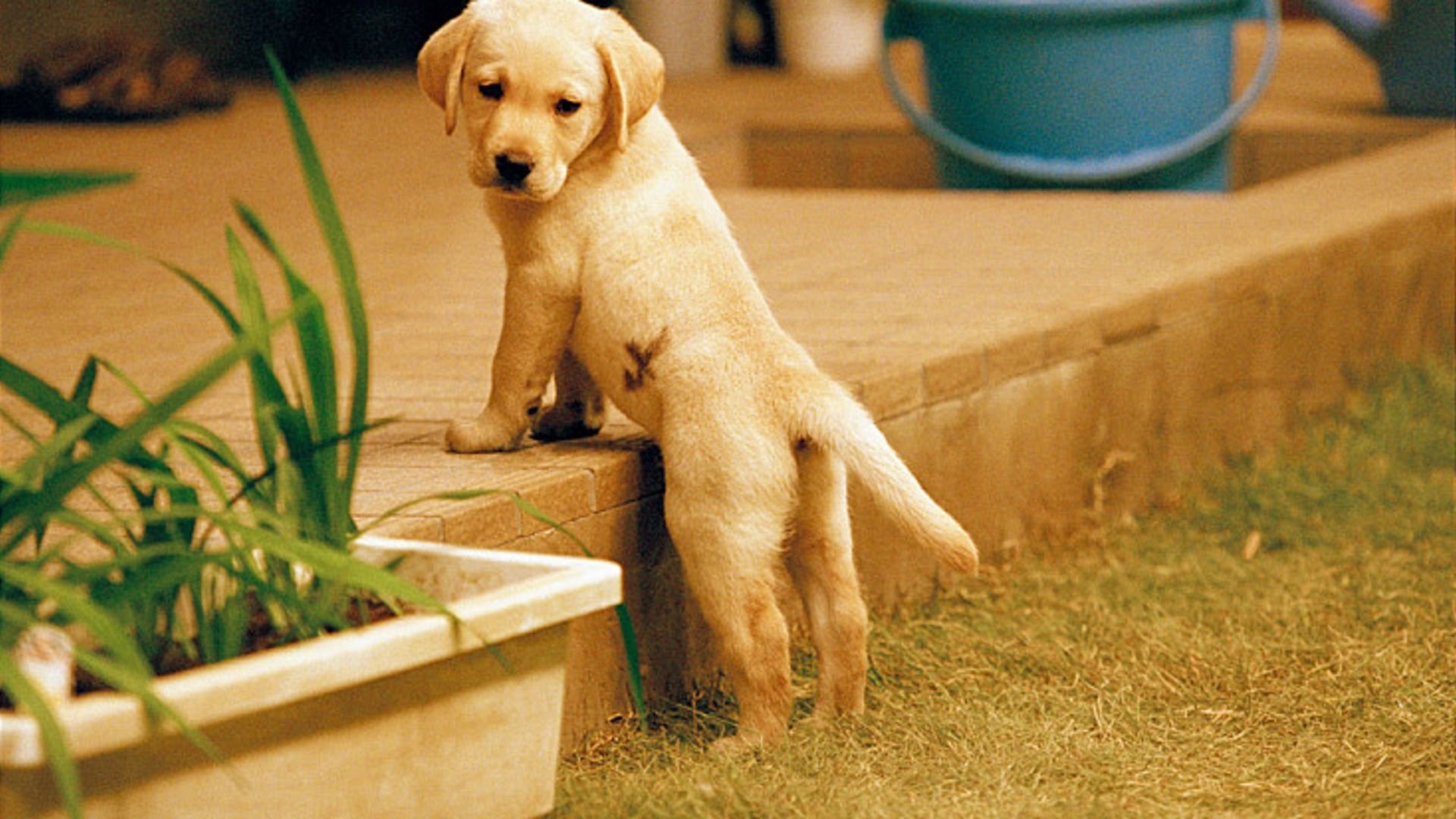 Quill: The Life of a Guide Dog Background