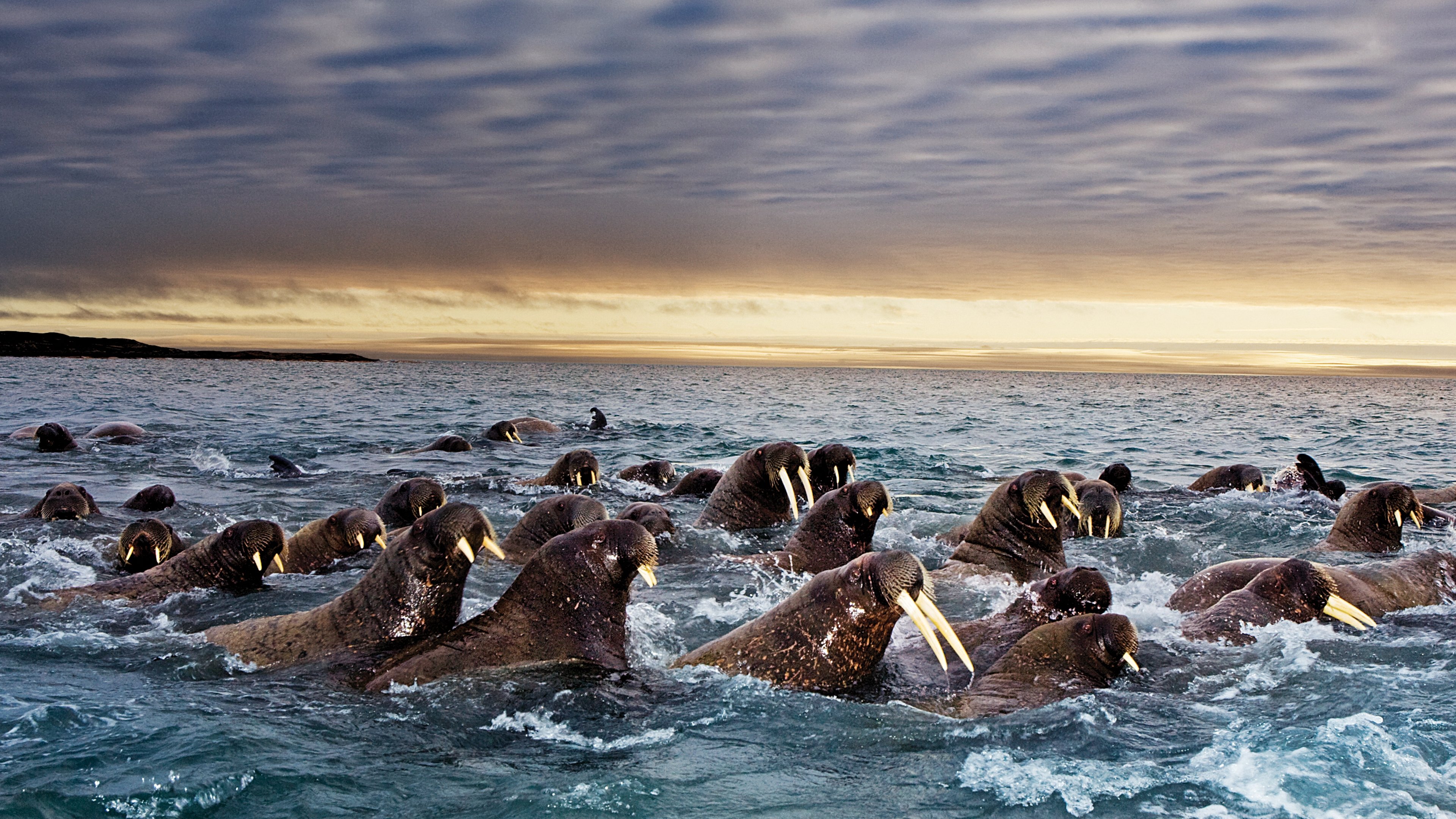 Great Migrations Background