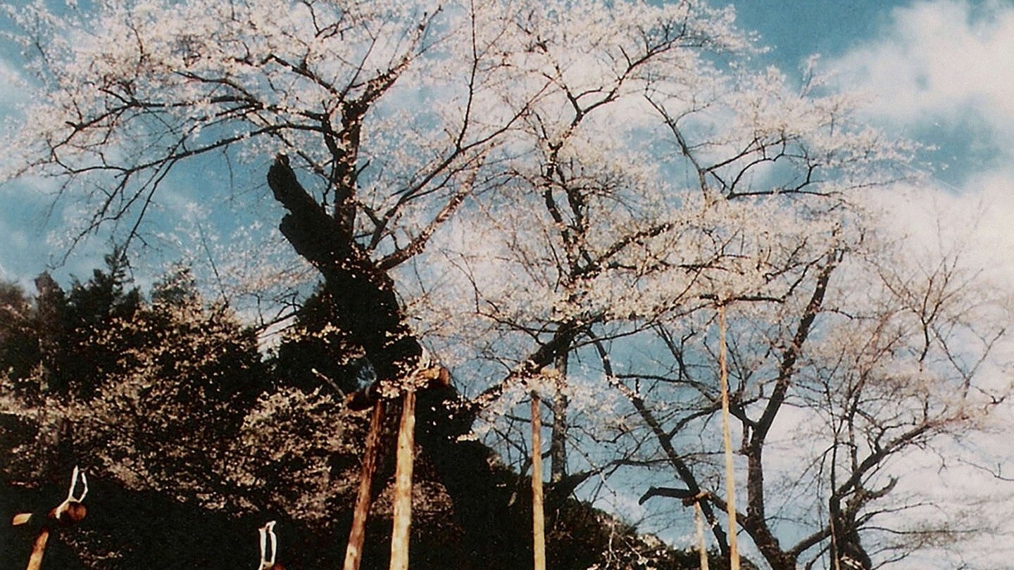 The Cherry Tree with Gray Blossoms Background