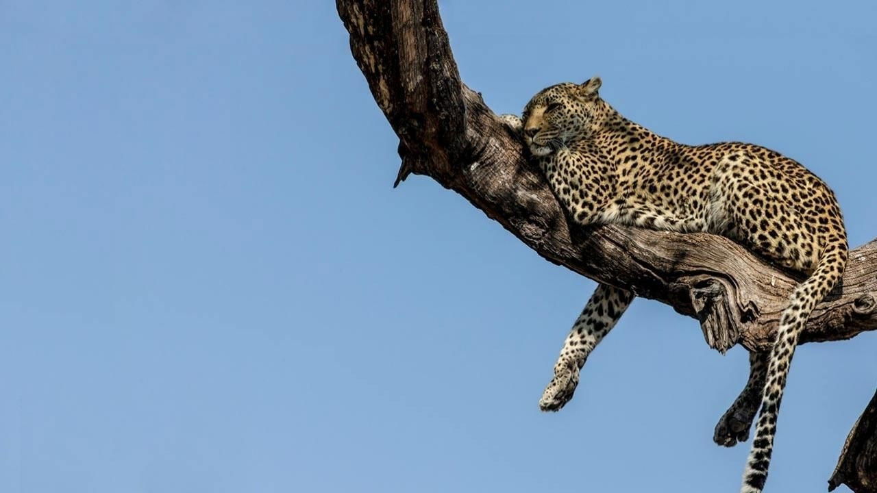 Soul of The Cat Background