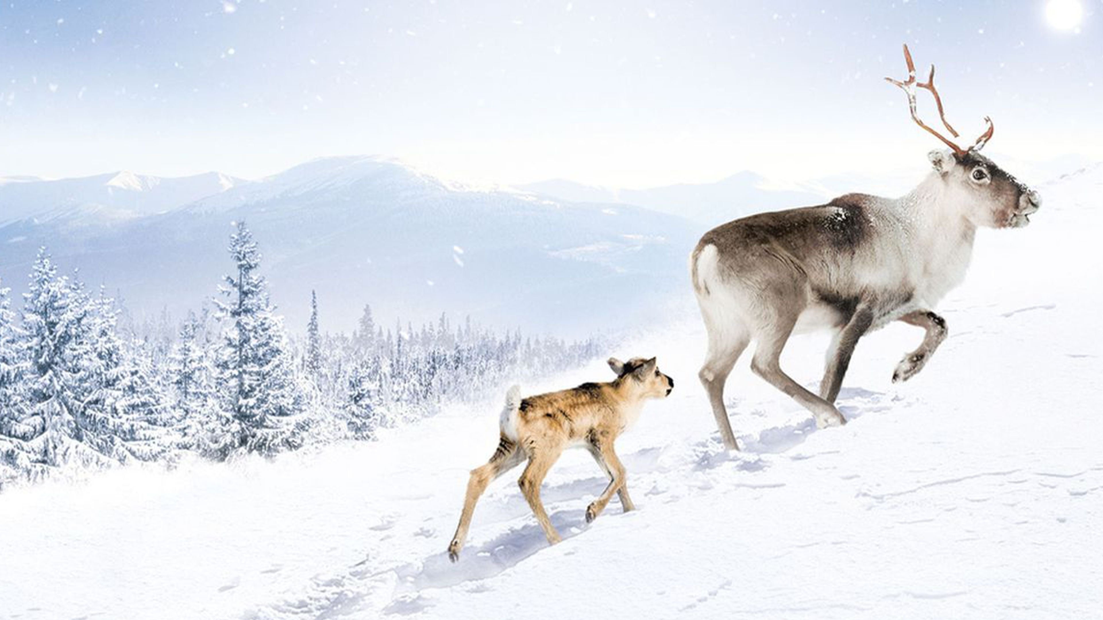 A Reindeer's Journey Background