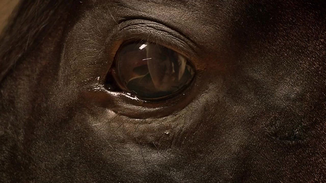Orphan Horse Background