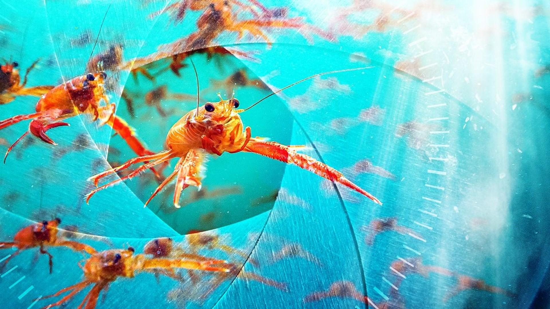 Spy in the Ocean, A Nature Miniseries Background