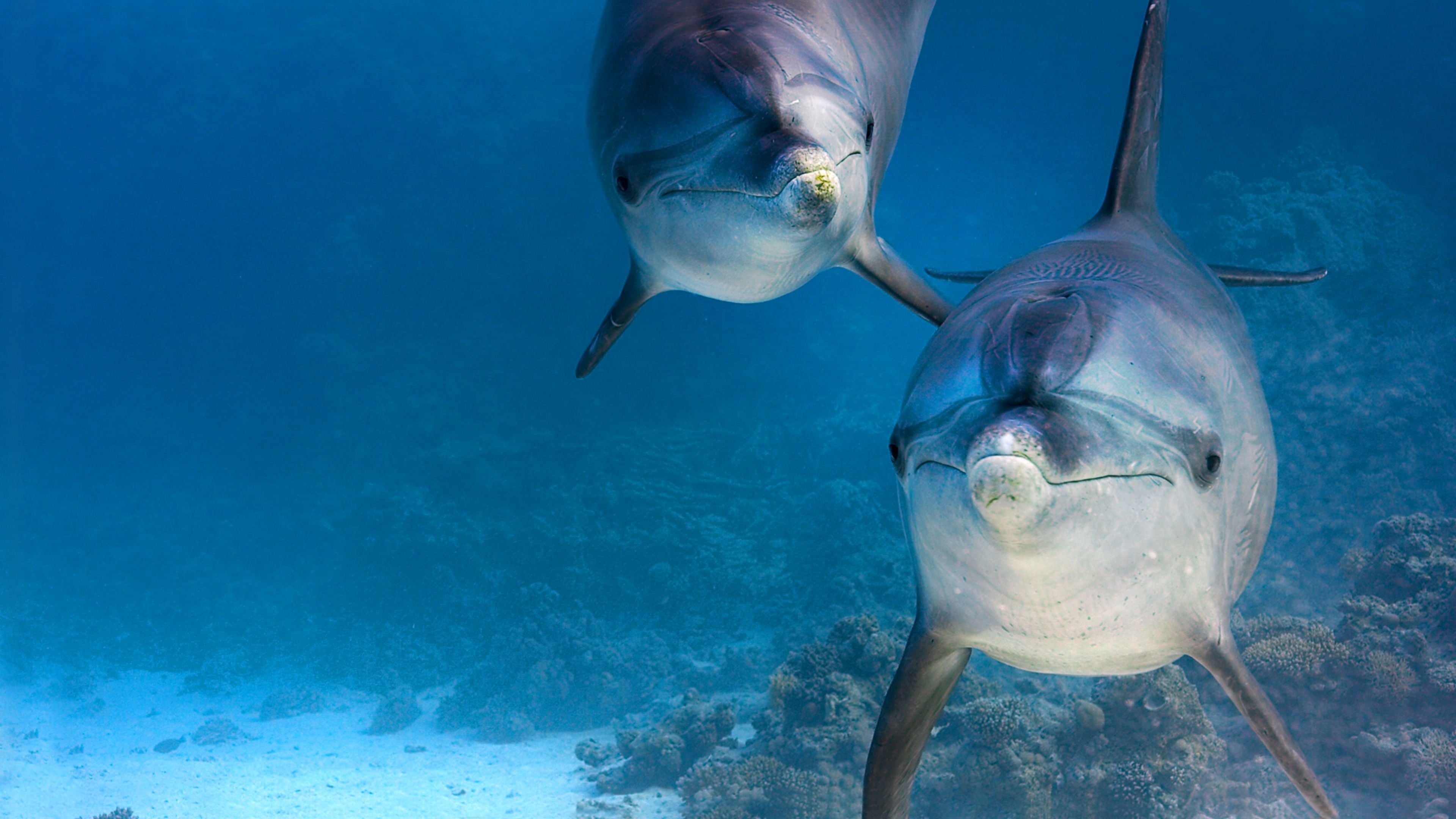 Dolphin Reef Background