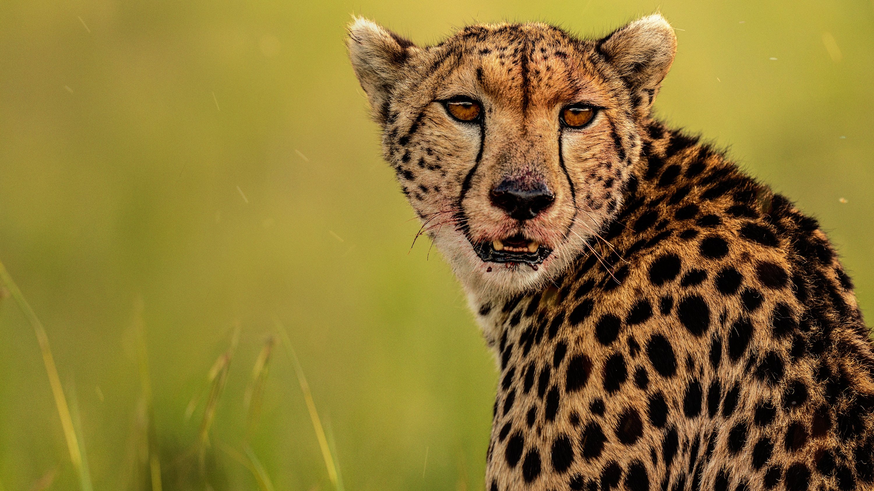 The Way of the Cheetah Background