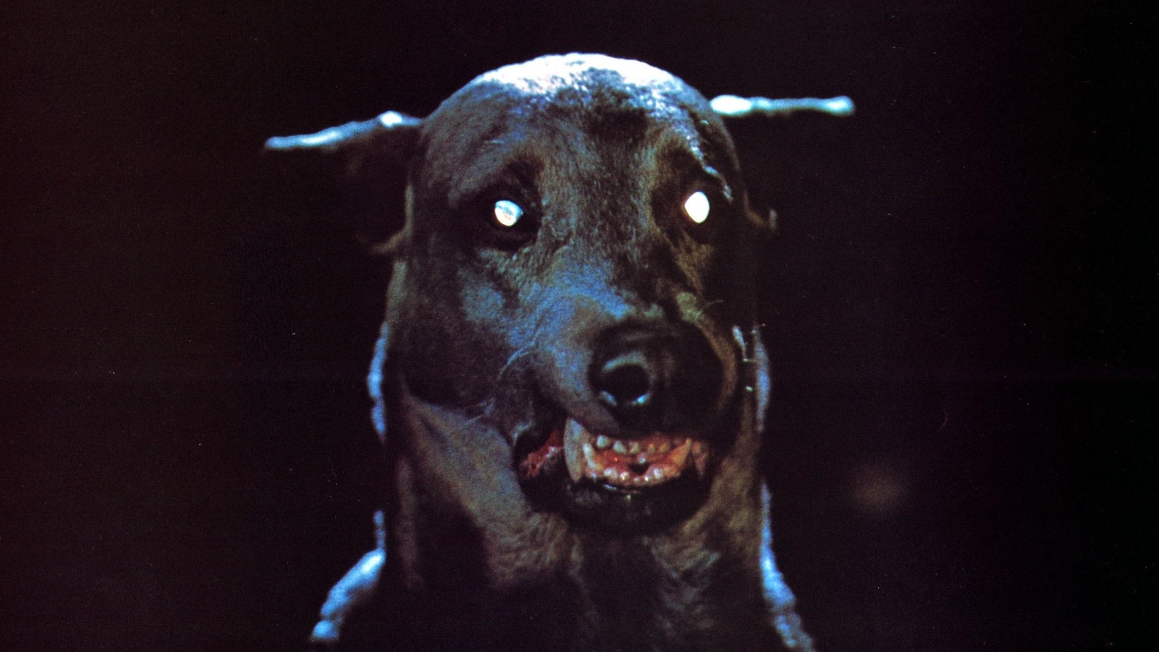 Dracula's Dog Background