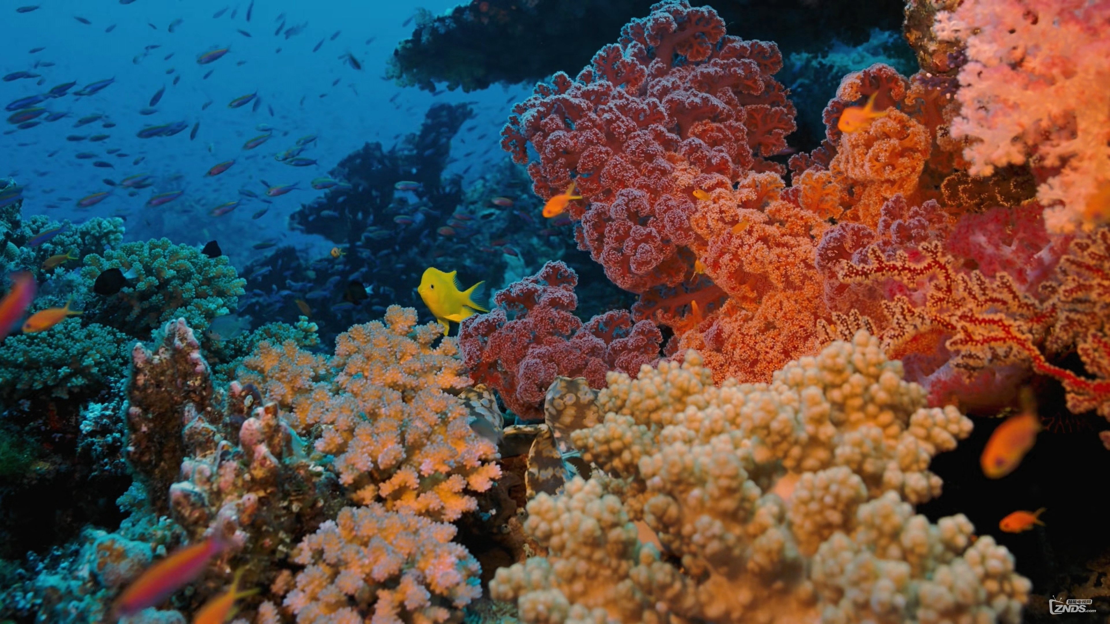 Coral Reef Adventure Background