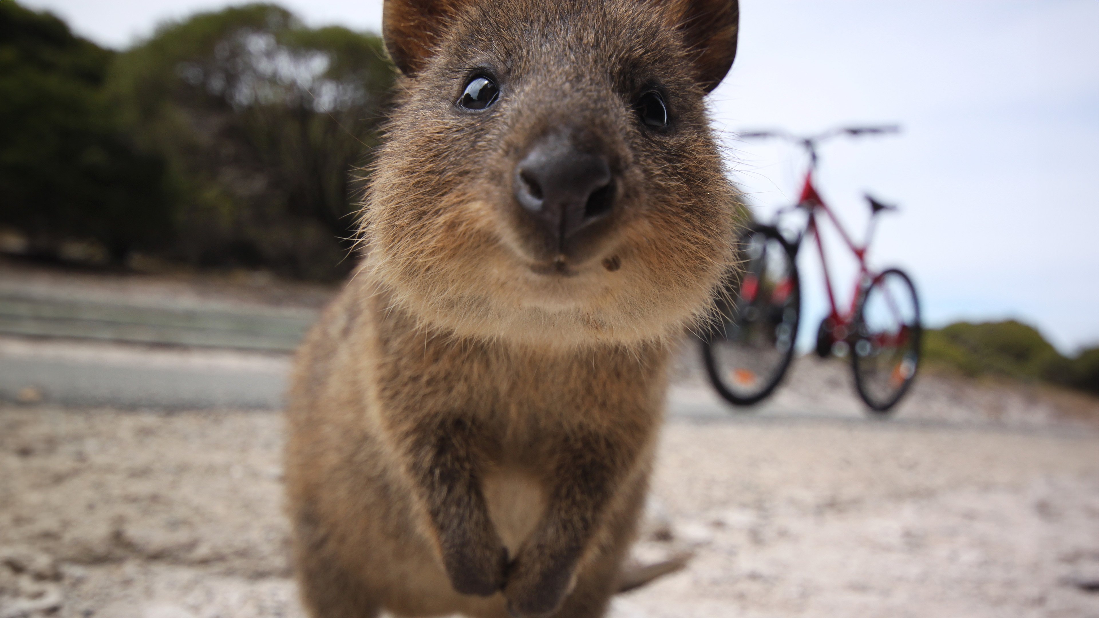 Happy Animals Background