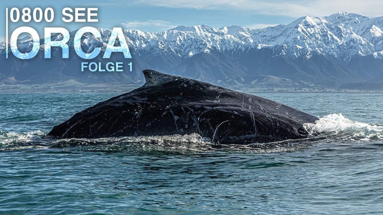 0800 SEE ORCA Background