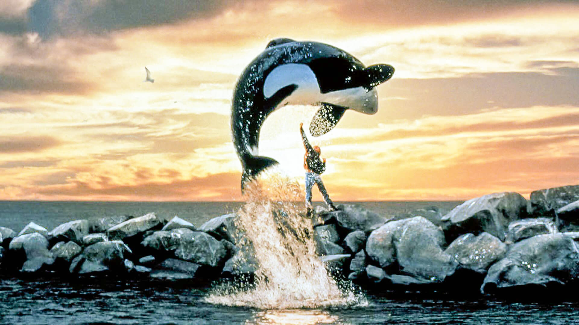 Free Willy Background