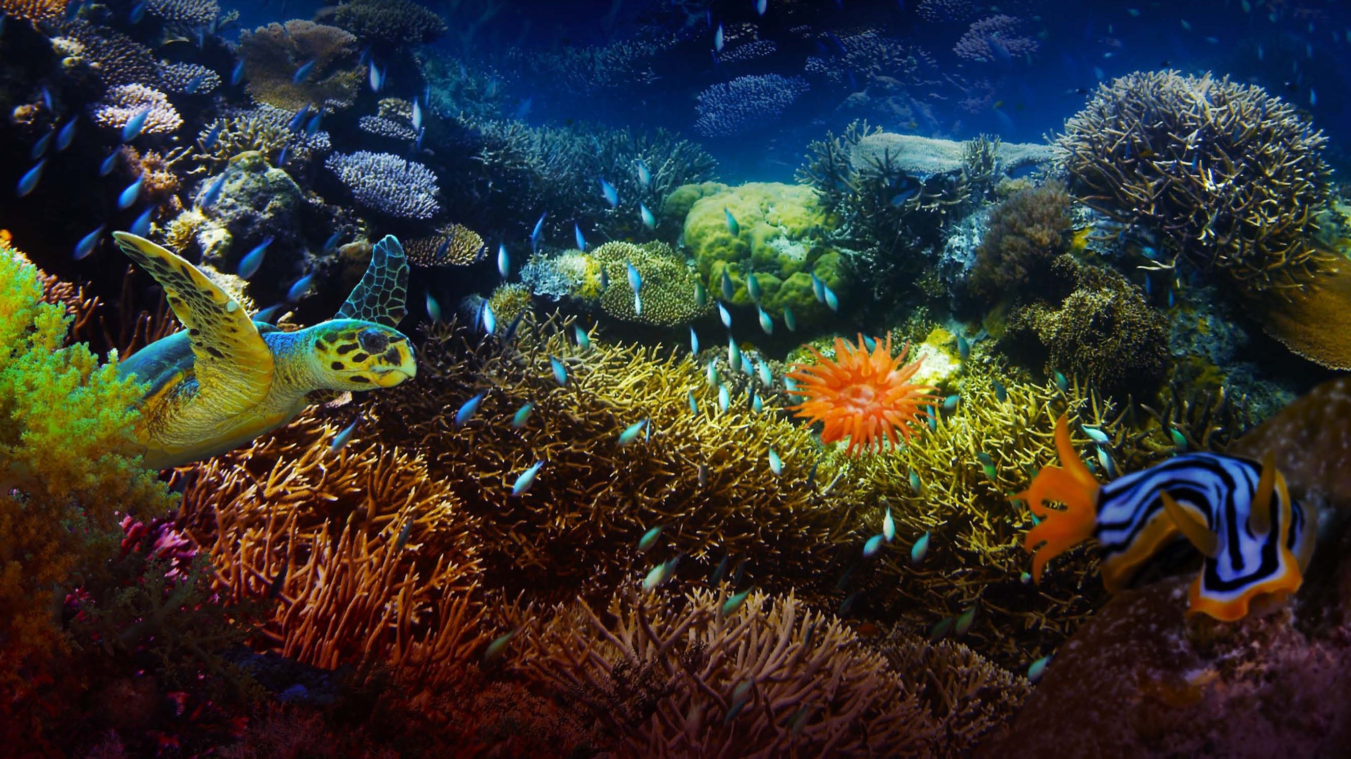 The Last Reef: Cities Beneath the Sea Background