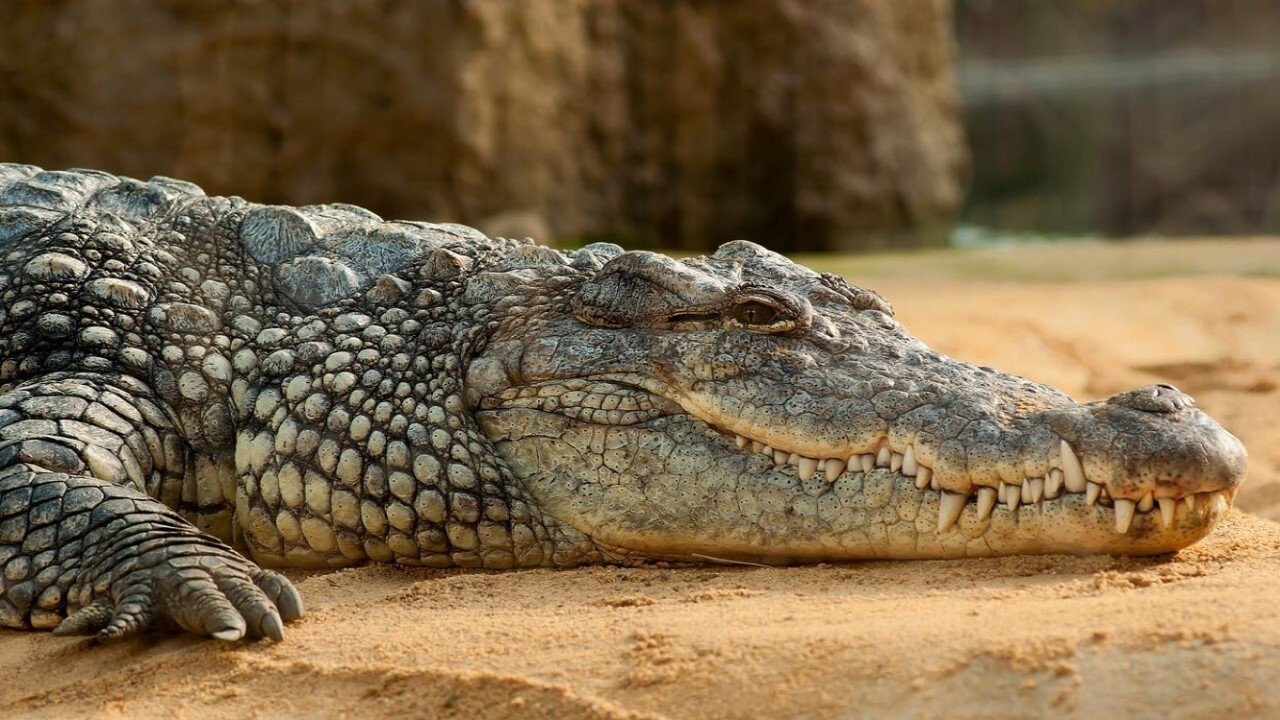 Les larmes des crocodiles Background