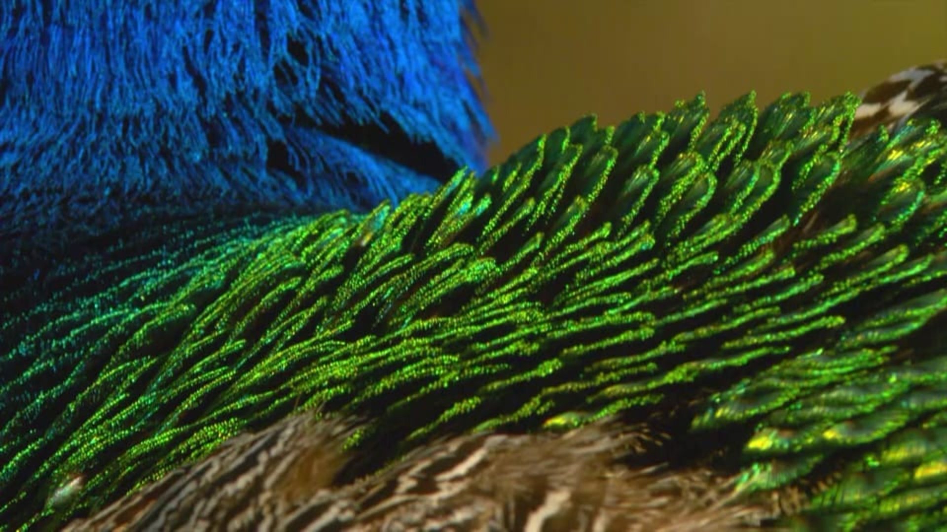 Die Kleiderordnung der Tiere - Wer trägt was und warum Background