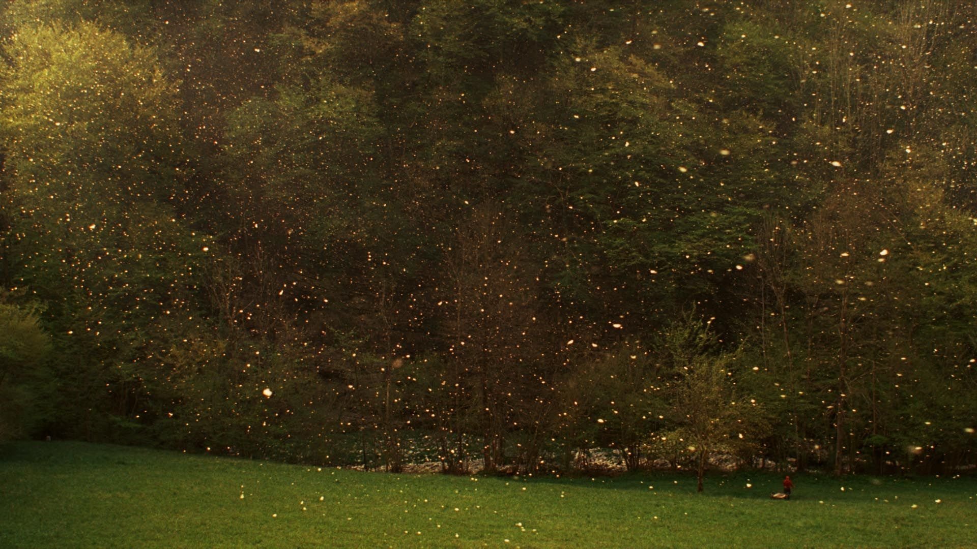 Stories from the Chestnut Woods Background