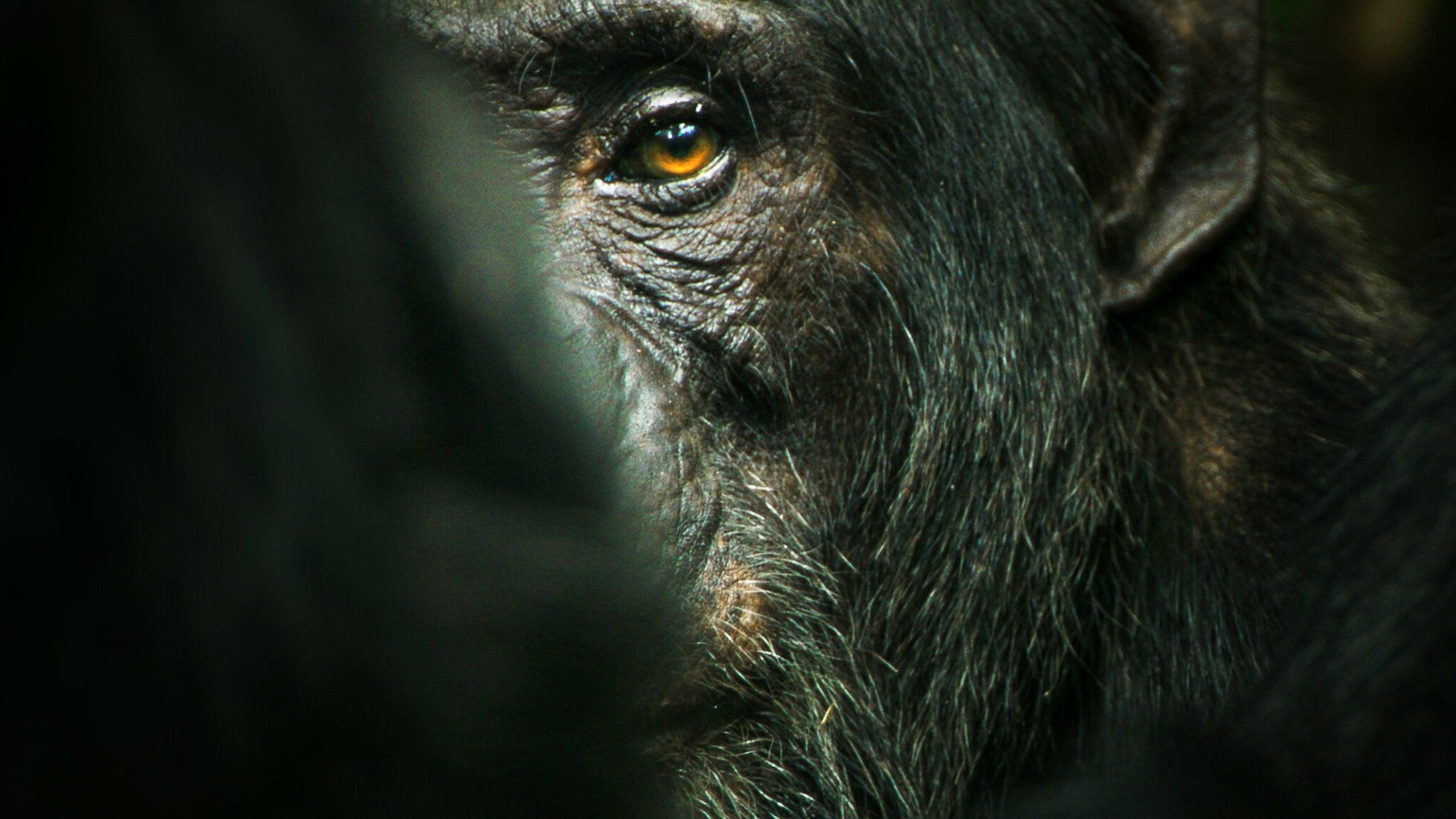 Chimp Empire Background