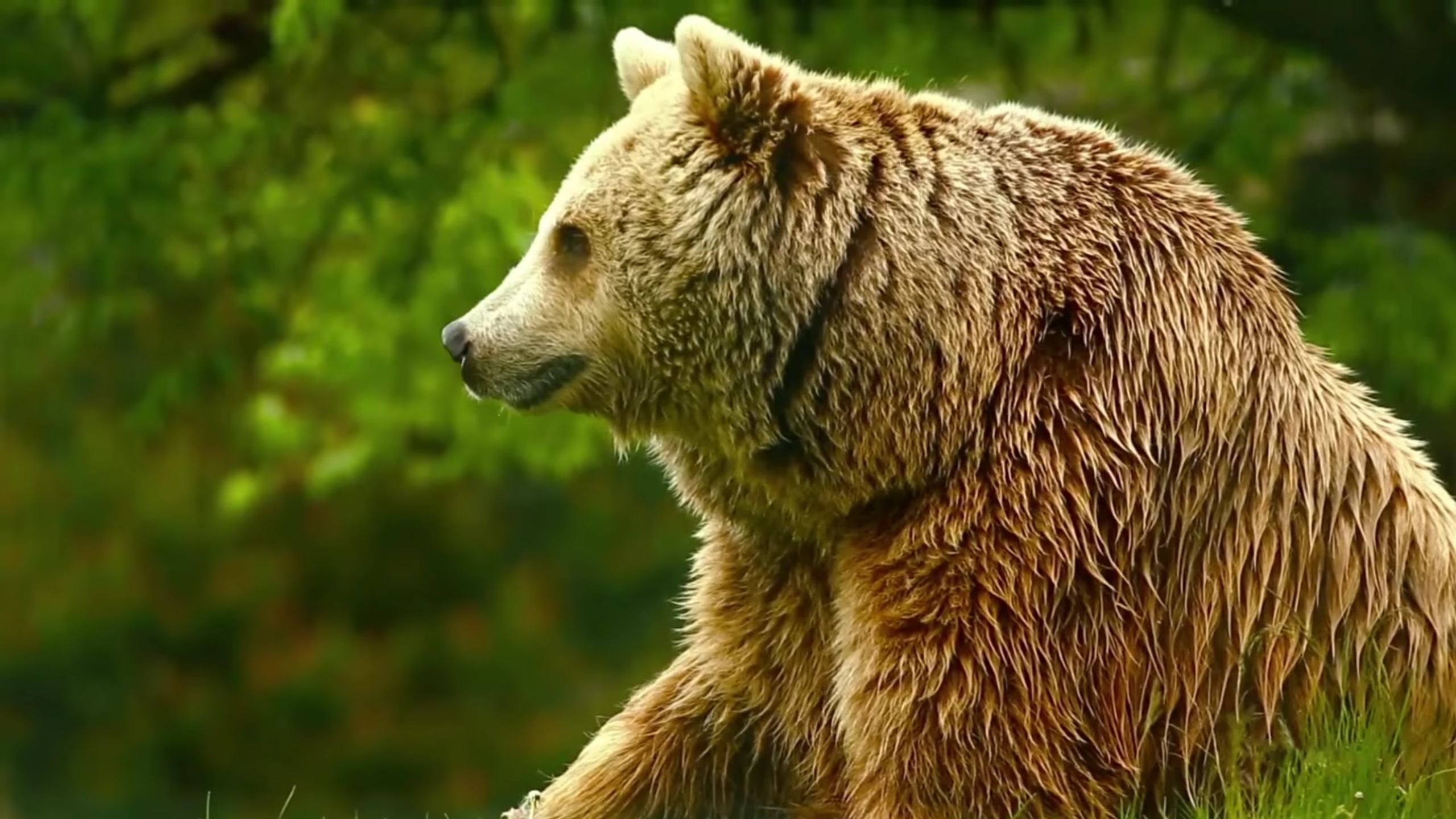 Unedited Footage of a Bear Background