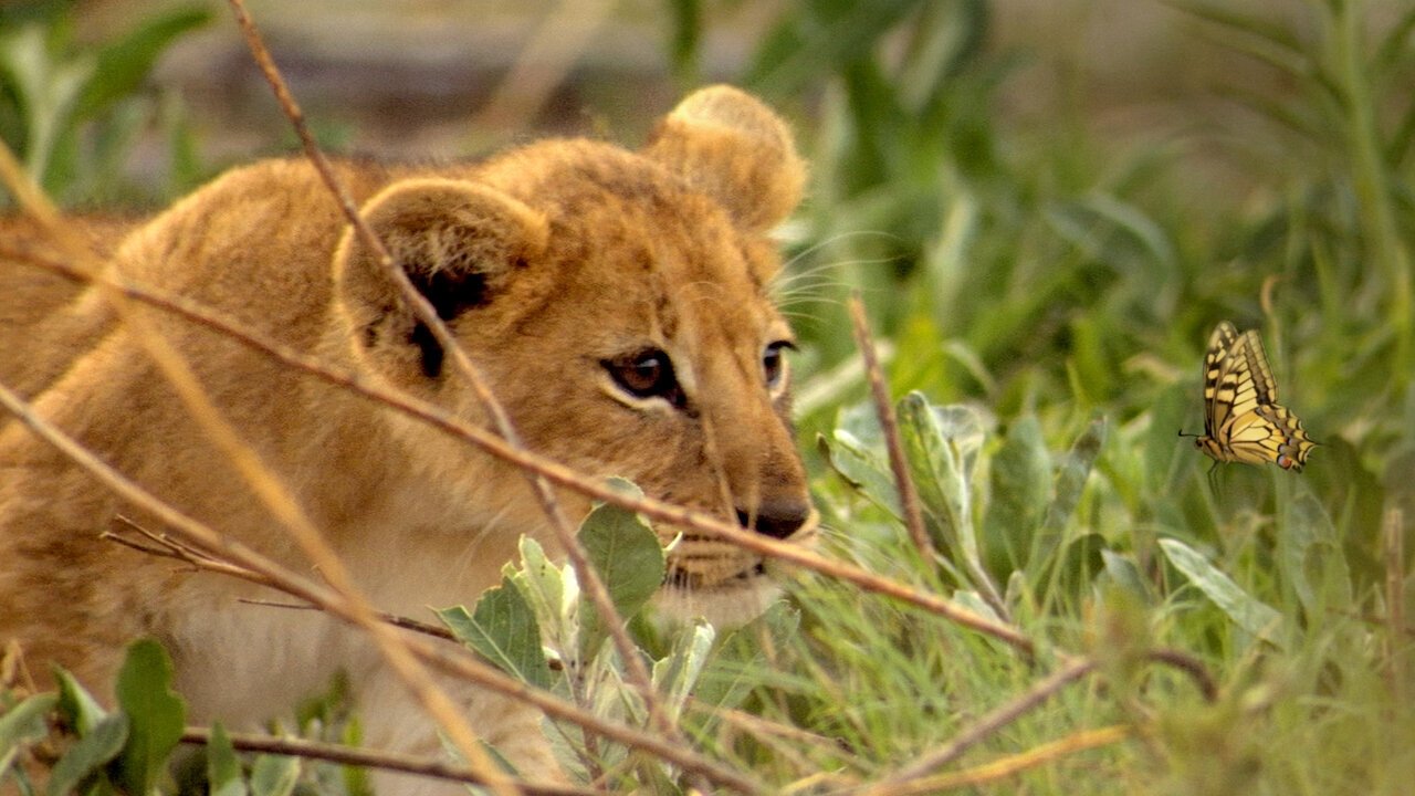If I were an Animal Background