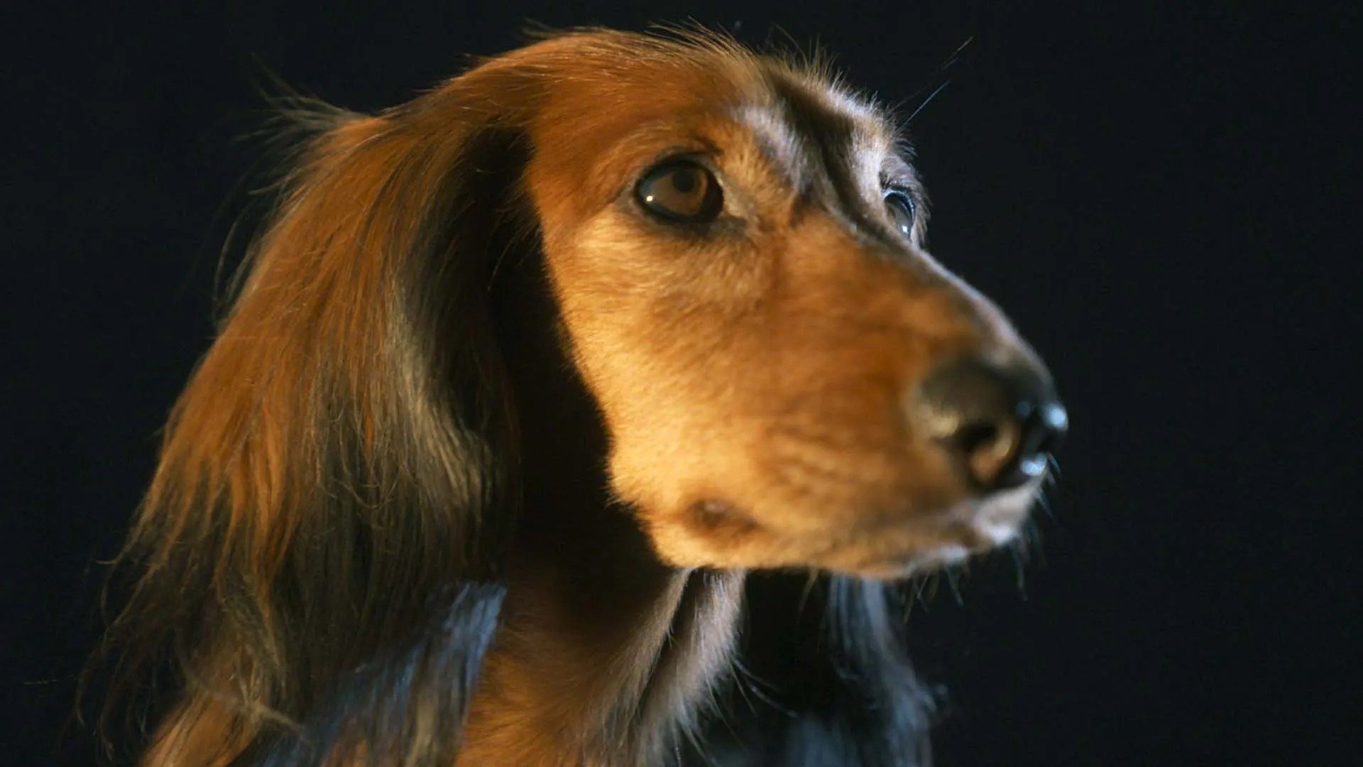 The Dachshund Background