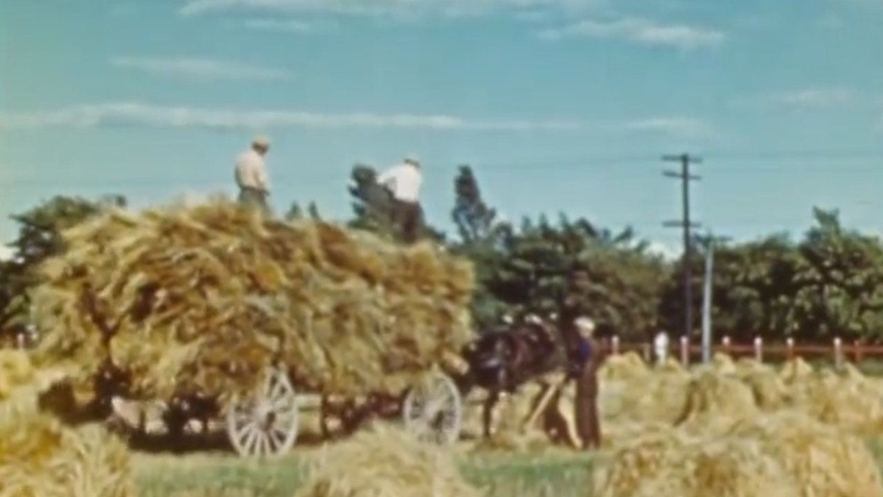 The Percheron Background